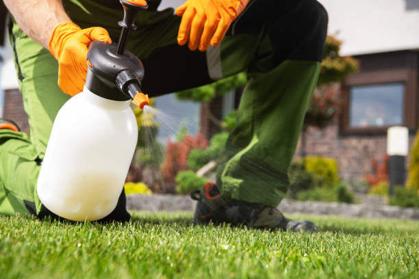 Best Wasp Removal Services  in Rossford, OH