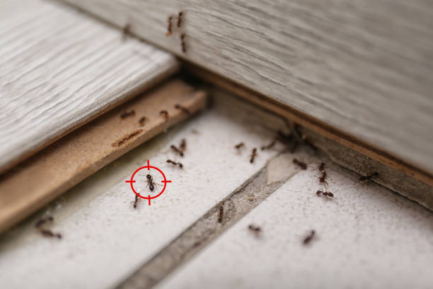 Best Best Pest Control Companies  in Rossford, OH