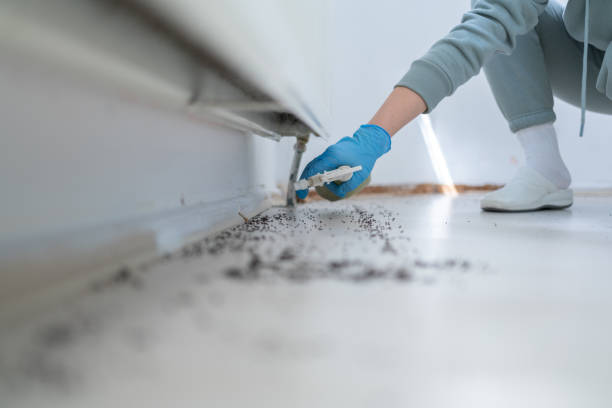 Best Emergency Pest Control  in Rossford, OH