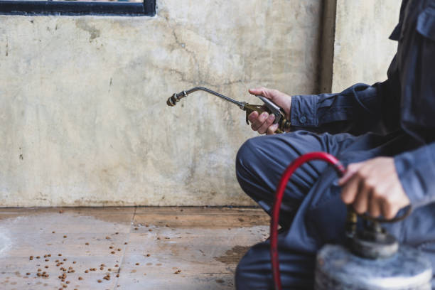 Wasp Removal Services in Rossford, OH